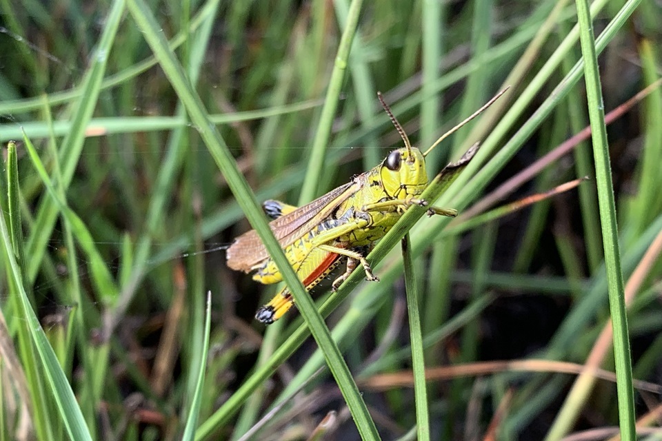 Rare Grasshopper Reappears in Norfolk After 85 Years