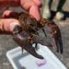 Summer Surveys Launched to Probe Crayfish Deaths