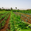 TropiConnect Unveils Platform to Transform Agriculture