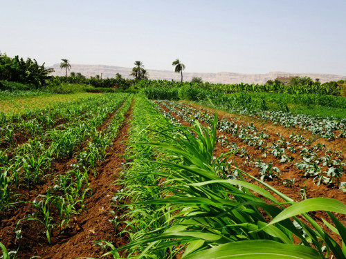 TropiConnect Unveils Platform to Transform Agriculture