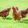 UK Warns Bird Keepers of Increased Avian Flu Risk