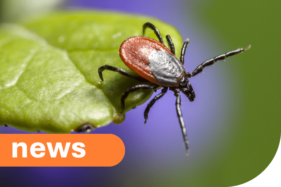 UKHSA Urges Public: Stay Tick Aware This Summer