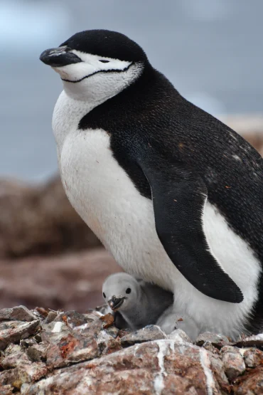 A black and white penguin stands over its grey-coloured chick which peeps out from its feet.