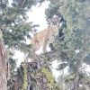 Cougar Diet Shifts Lower Wolf Rivalry in Yellowstone