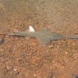 Improving River Health To Protect Endangered Sawfish