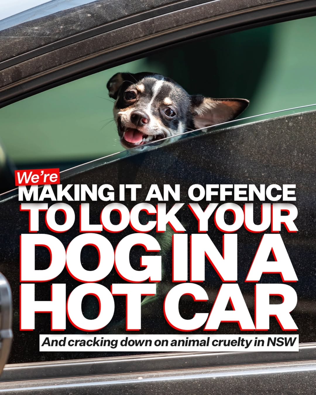 There's absolutely no excuse for animal cruelty in NSW - so we're tightening our laws to...