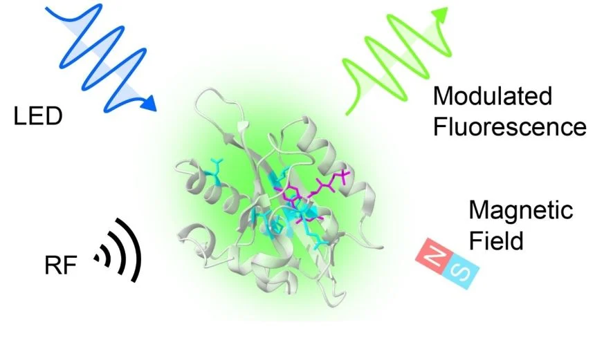 Illustration showing how Magneto-sensitive Fluorescent Proteins (MFP) work. An incoming light source (shown here as a blue LED) excites the protein. The protein then emits fluorescent light of a different colour (shown as a wave of green light).