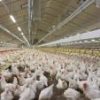 Columbia Tests New Bird Flu Strategy on Poultry Farms