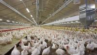 Columbia Tests New Bird Flu Strategy on Poultry Farms