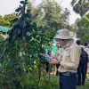 ILO Boosts Safe, Sustainable Farming in Cambodia