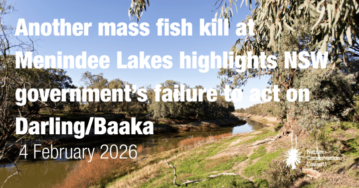 NSW Govt Blamed for New Menindee Lakes Fish Kill