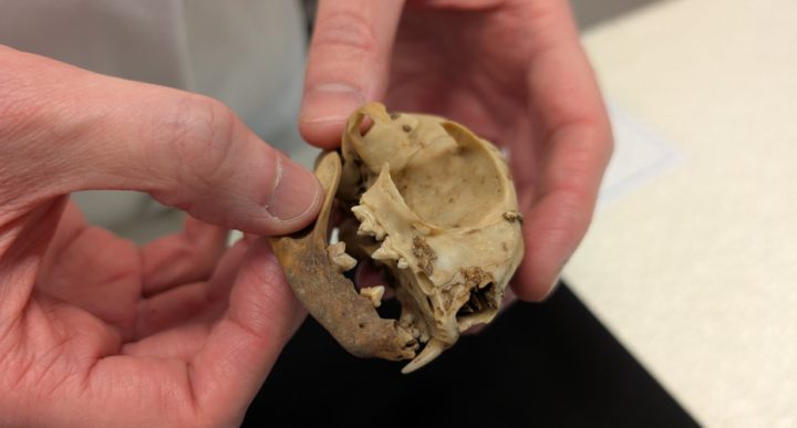 UK Archaeological Curation Crisis Tackled by New Fellowship