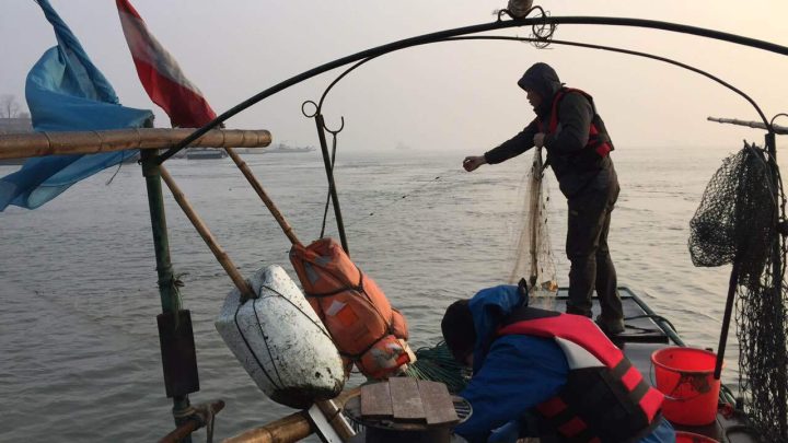 Yangtze Fishing Ban Reverses 70-Year Biodiversity Decline